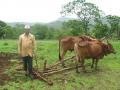 Ready to plough his fields