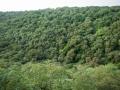Mangar Bani, a green patch between Faridabad and Gurgaon (Image: Pradip Krishen, Facebook)