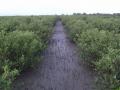 Mangroves of the Sundarbans. (Source: Nature Environment & Wildlife Society - NEWS)