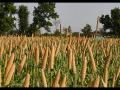 A millet crop ready for harvest in rural India (Image Source: Wikimedia Commons)