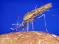 Mosquitoes and malaria (Source: Wikimedia Commons)