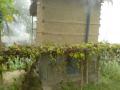 An Eco-san toilet with a kitchen garden next to it