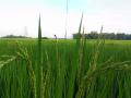 Rice occupies 95 percent of the total food grain production in Assam. The state has about 2.5 million hectares area under rice cultivation with the crop occupying about two-third of the total cropped area in the state.