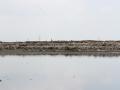 Perungudi dump yard chokes the Pallikaranai marshland.