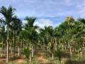 Young arecanut trees grown in drylands of Tumkur region (Gubbi Taluk, Hodalur Village) Pic Credit: Chandana Eswar