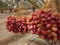 Date palm plantation in Kachchh (Image: Prayaas: The Movement of Grassroot Changes)