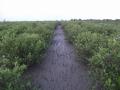 Mangroves of Sundarbans. (Source: Nature Environment & Wildlife Society - NEWS)