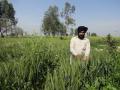 Farmer in Punjab (Source: India Water Portal)