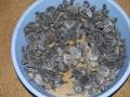 Hatchlings ready for safe release into the sea