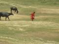 A young girl leads her buffaloes in search of water