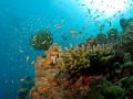 Coral reefs at Havelock, Andaman Source: Wikipedia