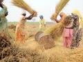 Farmers thresh paddy during harvest at Sangrur, Punjab. (Source: Neil Palmer, CIAT, 2011, Wikimedia Commons)