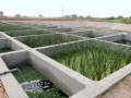 Constructed wetland at ICRISAT's Patancheru campus.