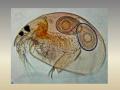 Water fleas can warn of water pollution (Image Source: Sameer Padhye)