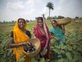 Women farmers produce vegetables through innovative farming practices in Banka, Bihar. They can sell their produce at regional markets, and earn a better income for their families. (Image: USAID, Flickr Commons, CC BY-NC-ND 2.0)