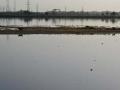 Yamuna in Delhi, Image: PEACE