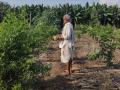 Alternative agriculture practice called zero-budget natural farming being popularised in Andhra Pradesh by Rythu Sadhikara Samstha, Government of Andhra Pradesh (Image: Council on Energy, Environment and Water)