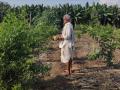 Alternative agriculture practice called zero-budget natural farming being popularised in Andhra Pradesh by Rythu Sadhikara Samstha, Government of Andhra Pradesh (Image: Council on Energy, Environment and Water) 