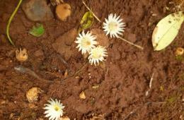 Healthy soil for agricultural production (Image Source: India Water Portal)