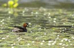 East Kolkata Wetland (Image: Dibyendu Ash; Wikimedia Commons)