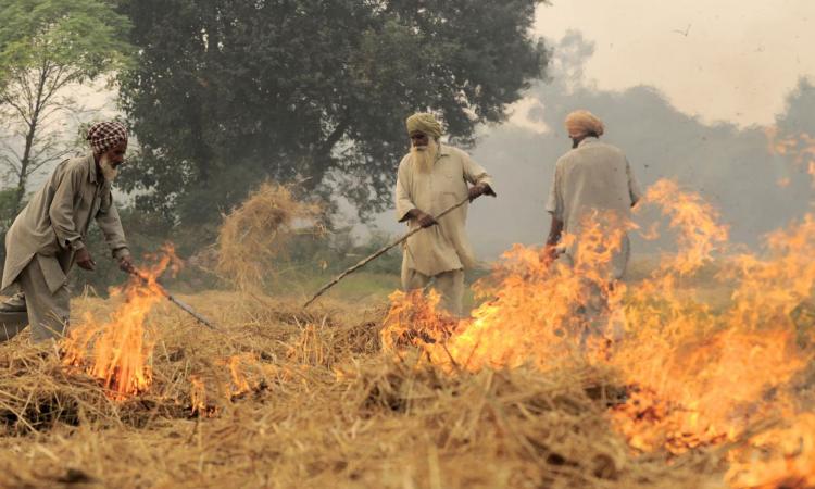 The small window of a fortnight between rice harvesting and wheat sowing compels farmers to burn the crop residue (Image: Neil Palmer, Wikimedia Commons, CC BY SA-4.0 Generic)