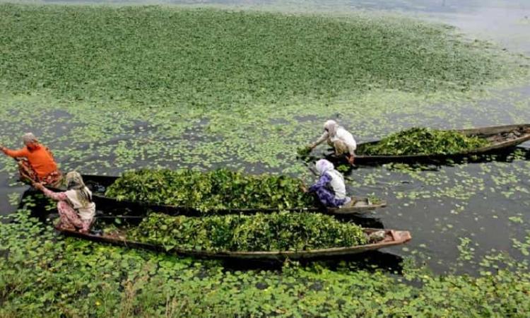 The survival of many fisher households living nearby is entirely dependent on Wular lake. (Image: Manju Rawat)