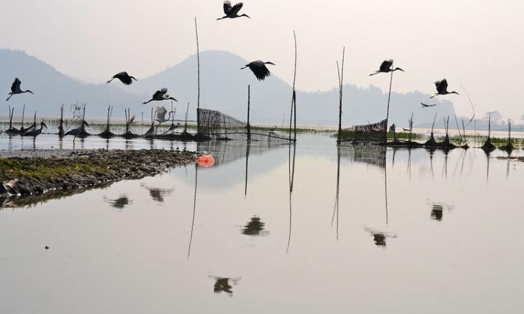 Deepor beel, Assam (Image Source: IWP Flickr photos)