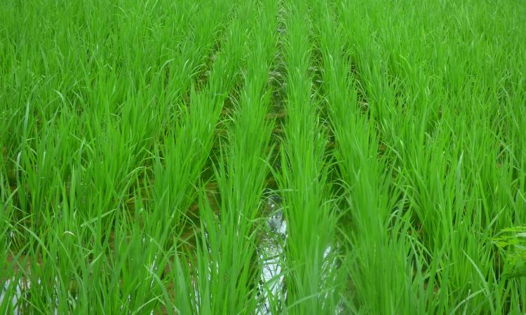 SRI rice field (Image: Wikimedia Commons; CC BY-SA 4.0)