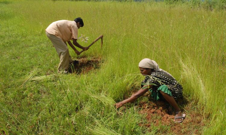 Maharashtra faces an increasing risk from climate change which is likely to impact the production of four major crops - Soybean, Cotton, Wheat and Gram.  (Image: BAIF Flickr, CC BY-NC-SA 2.0)