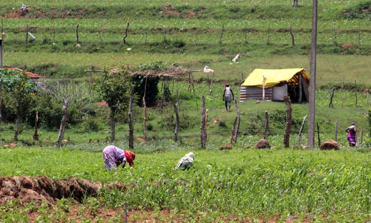 Agricultural activities in semi-arid region of Tamil Nadu (Source: IWP Flickr Photos))