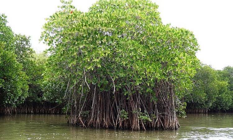 Mangrove forest at Pichavaram, Tamil Nadu (Image Source: Shankaran Murugan via Wikimedia Commons,  CC BY-SA 3.0)