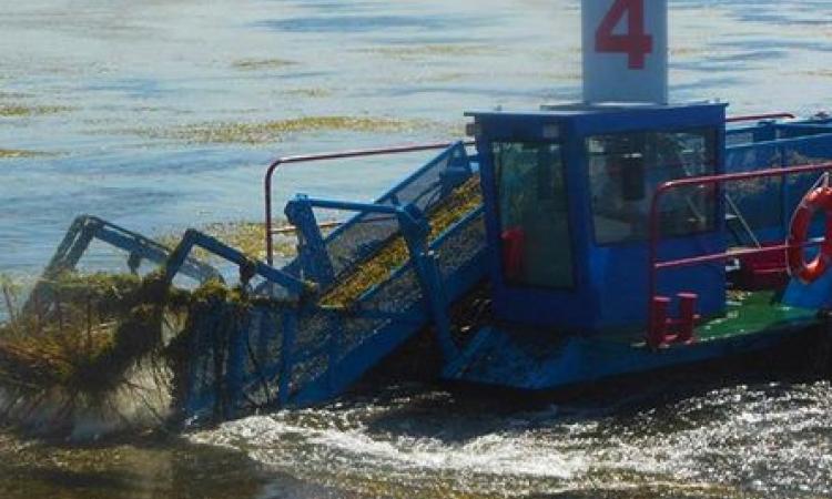 Water harvesters cleaning up water hyacinth from the rivers in Indore (Image: Rahul Banerjee)