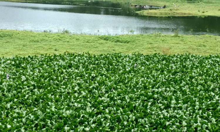 Pashan lake, threatened by urbanisation, doomed by restoration (Image Source: India Water Portal)