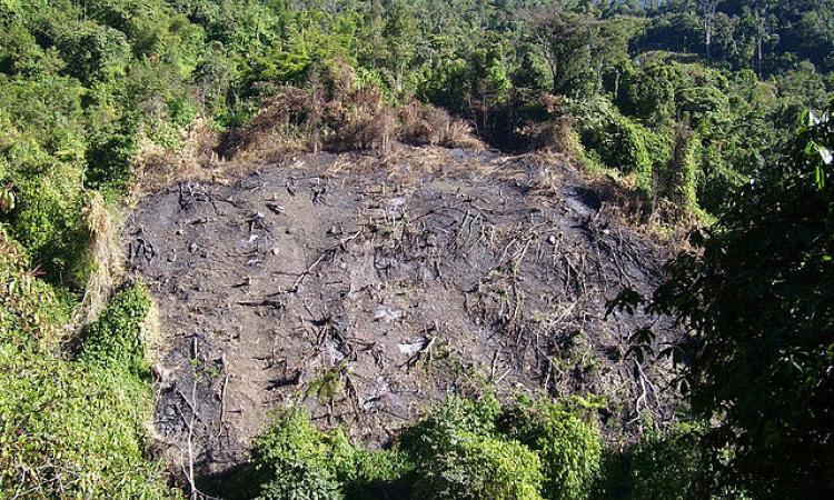 Land cleared for Jhum cultivation (Image Source: Prashanthns via Wikimedia Commons)