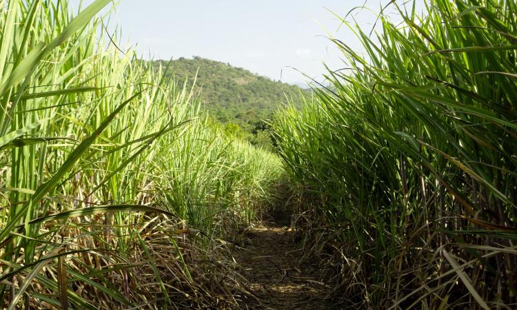 The agro-ecological movement has started gaining momentum (Image: India Water Portal Flickr)