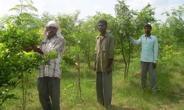 Tribals protect a community sacred grove (Image: Manish Vaidya, Hindi Water Portal)