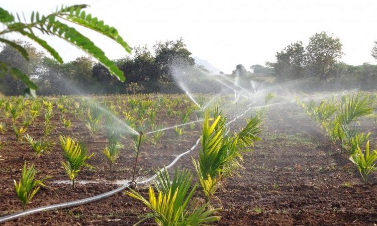 A key mitigation strategy to deal with water scarcity due to climate change is on-farm management of water using techniques like micro-irrigation (Image: India Water Portal Flickr)