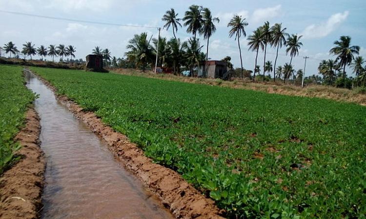 Peanut irrigation in India (Image Source: Seratobikiba via Wikimedia Commons)