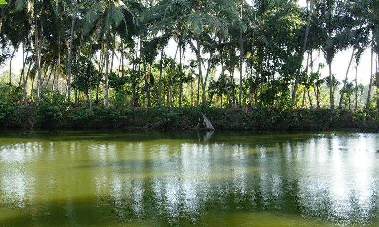 Wastewater generated from households in the catchment area of a pond contaminates its waters (Image: Wikimedia Commons)