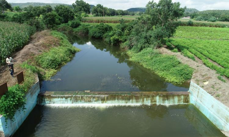 Farmers are assured of regular irrigation water, hence they have started cultivating ginger (Image: Sehgal Foundation)