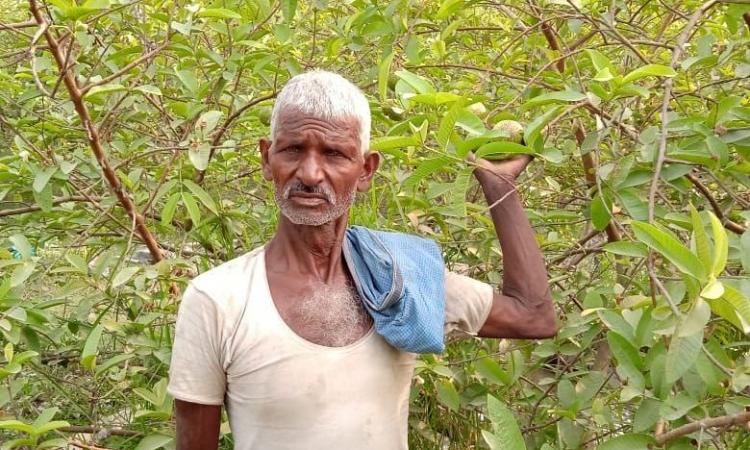 Harinath found a new way of self-reliance by cultivating guava on sand