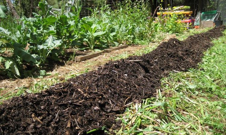 It was environmentally beneficial to treat biomass locally rather than in a centralized unit. (Image: Zack Dowell)
