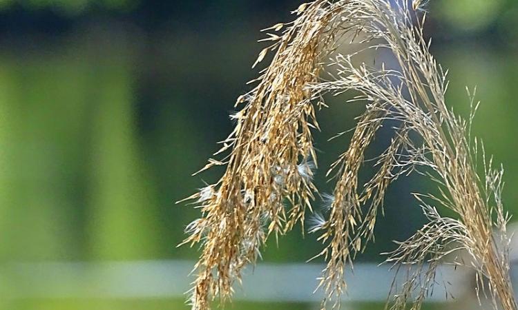 Rice has undergone an unprecedented rise in production and yield during the green revolution (Image: Wikimedia Commons)