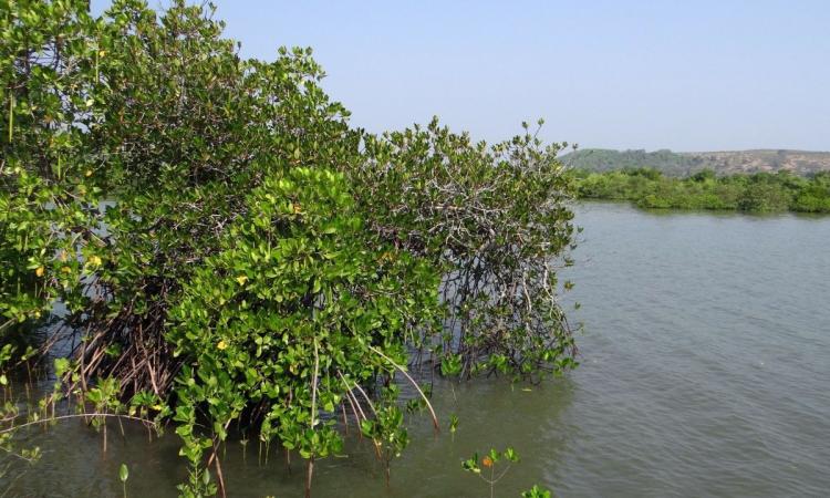 Healthy wetland ecosystems help in reducing disaster risks and managing climate risks (Image: Pxhere)