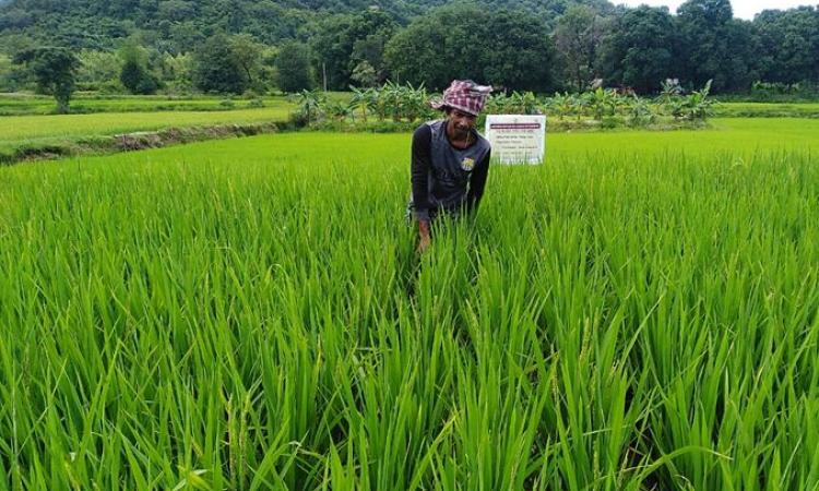 Mangaraj's farm is a model for the region (Image: Tripati Khura)