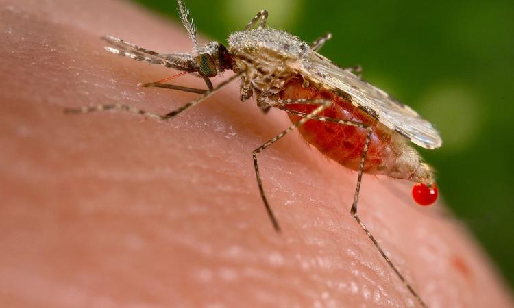 An Anopheles stephensi mosquito feasting (Source: Wikimedia Commons)