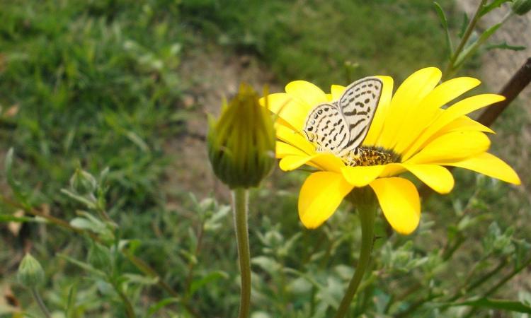 Black spotted butterfly at Yamuna biodiversity park. (Image: Prabhmeet Singh, Wikimedia Commons, CC BY-SA 4.0)