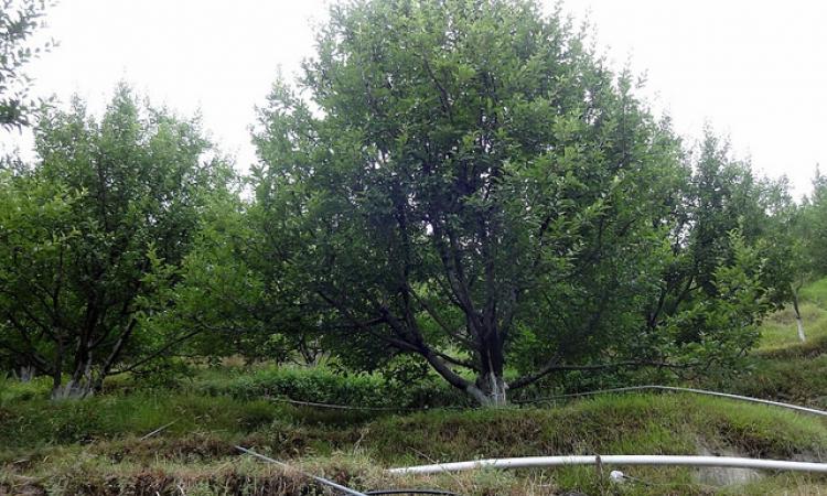 An apple orchard in Himachal Pradesh. (IWP Flickr photos--photo for representation only)