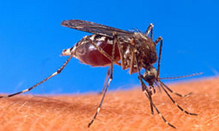 Dengue mosquito. (Source: Wikimedia Commons)