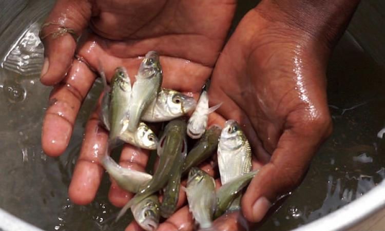 A fisherman shows juvenile fishes. (Source: India water portal)